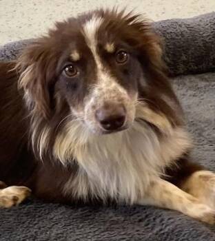 Anya -  Australian Shepherd Dog for Adoption in Honeoye Falls, New York - Anya | PetCurious