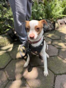 MARIO -  Chihuahua and Jack Russell Terrier Dog for Adoption in Langley Township, British Columbia - MARIO | PetCurious