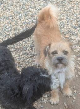Rescue Border Terrier Dogs for Adoption in Oakland, California - Rocky | PetCurious