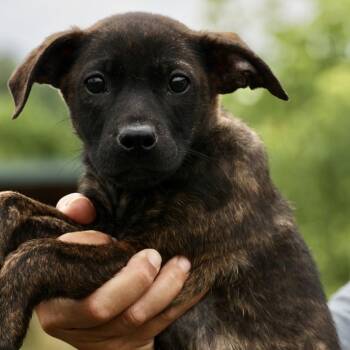 Zarine-Available www.lhar.dog to apply -  Shepherd and Plott Hound Dog for Adoption in Frederick, Maryland - Zarine-Available Www.lhar.dog To Apply | PetCurious