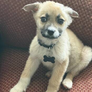 Shepherd Dogs Available for Adoption - Tilapia | PetCurious