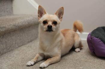 CHESTER -  Chihuahua Dog for Adoption in Toronto, Ontario - CHESTER | PetCurious