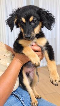 MAURY -  Mixed Breed Dog for Adoption in Harlingen, Texas - MAURY | PetCurious
