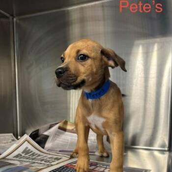 Pete