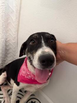 Shiloh Sweetie Pumpkin Pie -  Pit Bull Terrier and Labrador Retriever Dog for Adoption in Friendswood, Texas - Shiloh Sweetie Pumpkin Pie | PetCurious