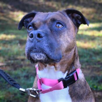 Blanche Devereaux -  Mixed Breed Dog for Adoption in Blairsville, Georgia - Blanche Devereaux | PetCurious
