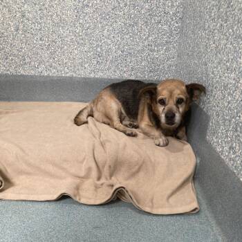 Charlie -  Beagle and Mixed Breed Dog for Adoption in Long Beach, California - Charlie | PetCurious