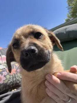 Mixed Breed Dogs Available for Adoption in Wyoming, Michigan - Zane | PetCurious