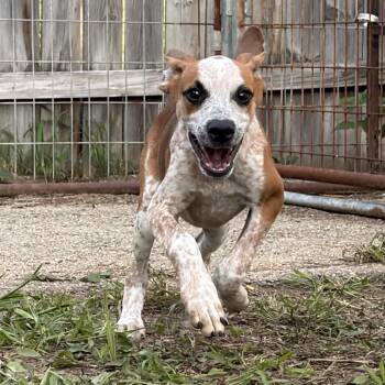 Notty -  Mixed Breed Dog for Adoption in Northwood, New Hampshire - Notty | PetCurious