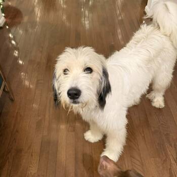 Rescue Poodle Dogs for Adoption in Fredericksburg, Virginia - Banana Pudding | PetCurious