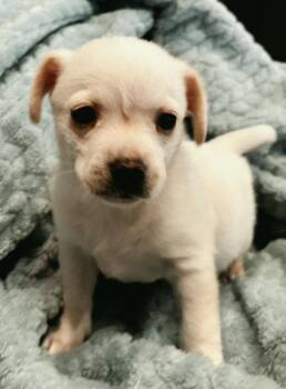 Vance -  Chihuahua and Dachshund Dog for Adoption in Montgomery, Texas - Vance | PetCurious