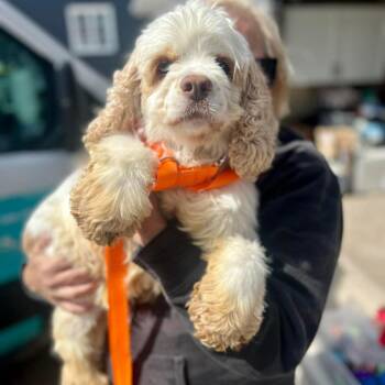 Cocker Spaniel Dogs Available for Adoption in Campton Hills, Illinois - Tokyo | PetCurious