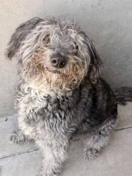 Irish Wolfhound and Mixed Breed Dogs Available for Adoption - O`Malley | PetCurious