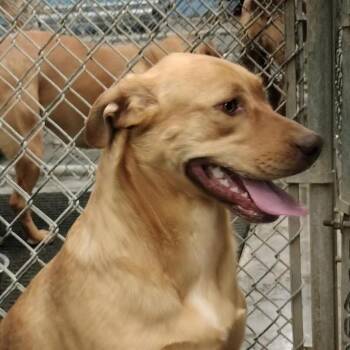 Mixed Breed Dogs Available for Adoption in Brooksville, Kentucky - Hazel | PetCurious