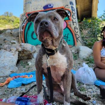 Rescue American Bully Dogs for Adoption in City Of Industry, California - Mickey | PetCurious