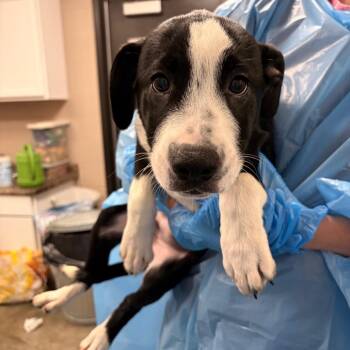 Pudgy -  Australian Cattle Dog Blue Heeler and Husky Dog for Adoption in Muncie, Indiana - Pudgy | PetCurious