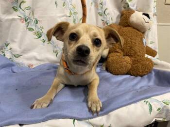 DASH -  Chihuahua and Mixed Breed Dog for Adoption in Modesto, California - DASH | PetCurious