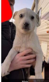 Mixed Breed Dogs Available for Adoption - Bobby Weir | PetCurious