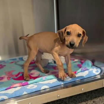 Hawkins -  Hound and Mixed Breed Dog for Adoption in Griswold, Connecticut - Hawkins | PetCurious