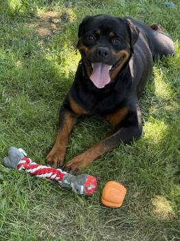 Fudgie -  Rottweiler Dog for Adoption in Mooresville, North Carolina - Fudgie | PetCurious
