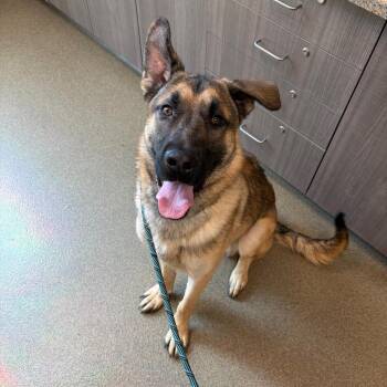 Leo -  German Shepherd Dog Dog for Adoption in Council Bluffs, Iowa - Leo | PetCurious