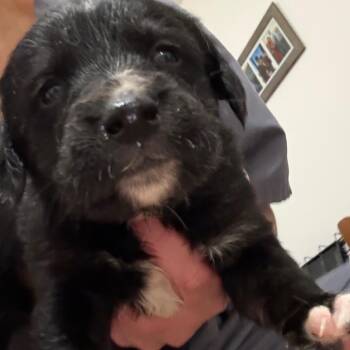 Catahoula Leopard Dog Dogs Available for Adoption - Golly | PetCurious