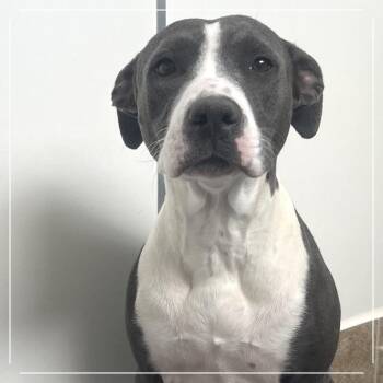 Byre -  Pit Bull Terrier Dog for Adoption in Kanab, Utah - Byre | PetCurious