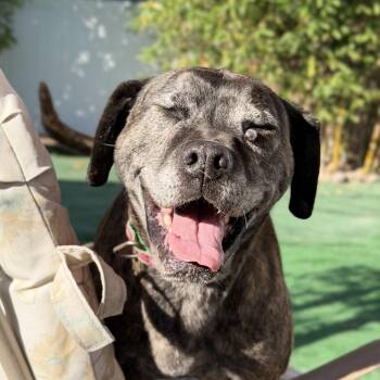 Boxer Dogs Available for Adoption in San Diego, California - Leonora | PetCurious