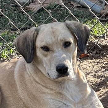 Rescue Labrador Retriever Dogs for Adoption in Locust Fork, Alabama - Alison | PetCurious