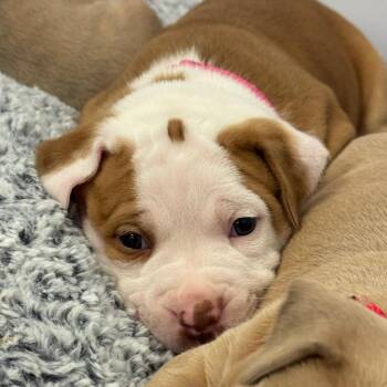 Mixed Breed Dogs Available for Adoption - Puerto Rico | PetCurious