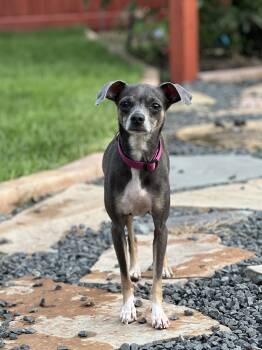 Rescue Italian Greyhound Dogs for Adoption in Houston, Texas - Winnie | PetCurious