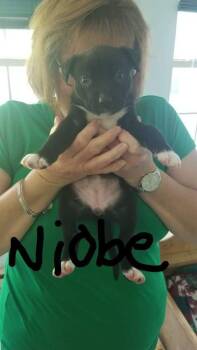 Rescue Pit Bull Terrier and Catahoula Leopard Dog Dogs for Adoption in Waunakee, Wisconsin - Niobe | PetCurious