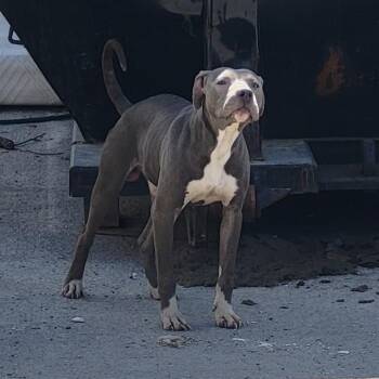 American Staffordshire Terrier Dogs Available for Adoption - OMEGA | PetCurious