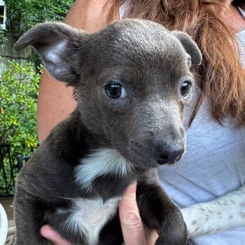 NY Winnie Avail Jul 25 (4H Putnam County Fair Carmel NY) -  Chihuahua and Mixed Breed Dog for Adoption in Eastford, Connecticut - NY Winnie Avail Jul 25 (4H Putnam County Fair Carmel NY) | PetCurious