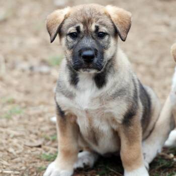 German Shepherd Dog and Labrador Retriever Dogs Available for Adoption in Madisonville, Texas - Calamity Jane | PetCurious