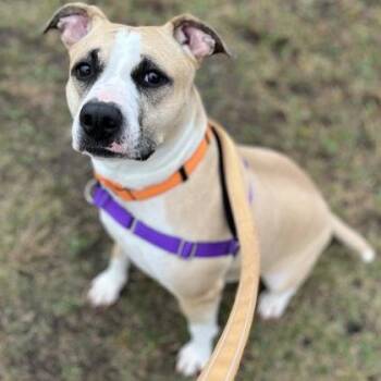 Mixed Breed Dogs Available for Adoption in Janesville, Wisconsin - Princess | PetCurious