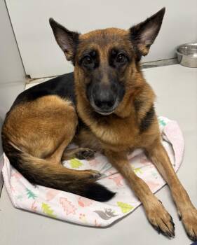 Rescue German Shepherd Dog Dogs for Adoption in Alpharetta, Georgia - Piper | PetCurious