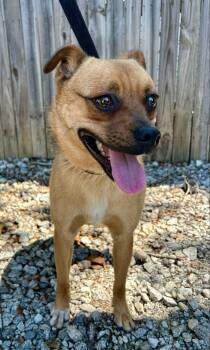 Rescue Puggle Dogs for Adoption in Greenville, South Carolina - Marley | PetCurious