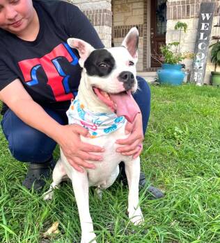 Remy -  Mixed Breed and Pit Bull Terrier Dog for Adoption in San Antonio, Texas - Remy | PetCurious