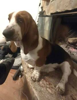Basset Hound Dogs Available for Adoption - LULU | PetCurious