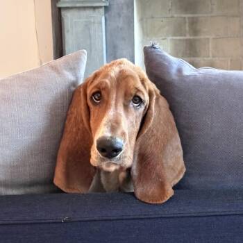 Basset Hound Dogs Available for Adoption in New York, New York - Glossy | PetCurious