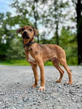 Cheeto -  Terrier Dog for Adoption in Waverly, Tennessee - Cheeto | PetCurious