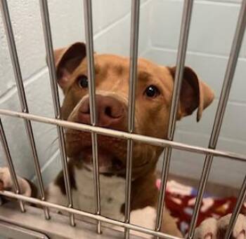 Pit Bull Terrier and Mixed Breed Dogs Available for Adoption in Fishers, Indiana - Coconut | PetCurious
