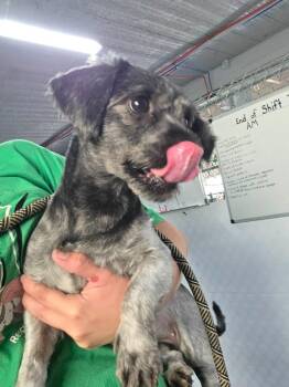 Zoey -  Shih Tzu Dog for Adoption in Warren, Michigan - Zoey | PetCurious