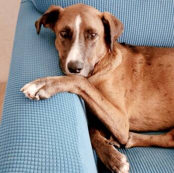 Rescue Catahoula Leopard Dog Dogs for Adoption in Longview, Texas - Fleki | PetCurious