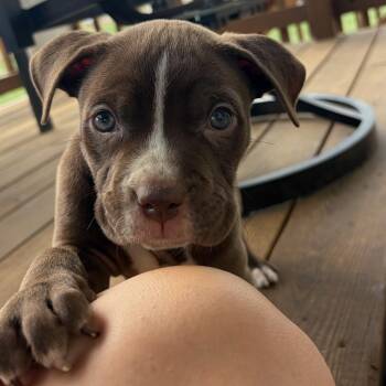 Denis -  Staffordshire Bull Terrier Dog for Adoption in Fort Collins, Colorado - Denis | PetCurious