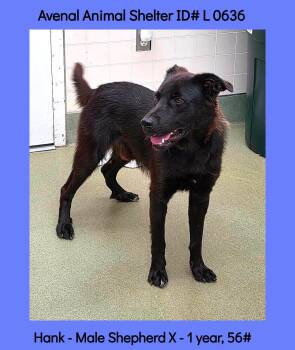 Hank -  Labrador Retriever and Shepherd Dog for Adoption in Avenal, California - Hank | PetCurious