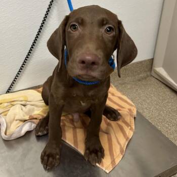 Leonardo -  Labrador Retriever and Mixed Breed Dog for Adoption in League City, Texas - Leonardo | PetCurious