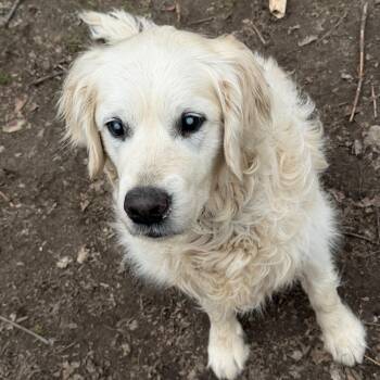 Silas -  Golden Retriever Dog for Adoption in Grand Rapids, Michigan - Silas | PetCurious