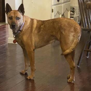 Sydney -  Belgian Shepherd Malinois Dog for Adoption in Seguin, Texas - Sydney | PetCurious